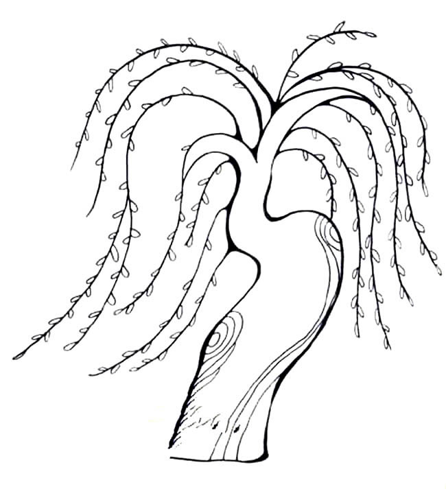 柳枝在舞动的柳树简笔画