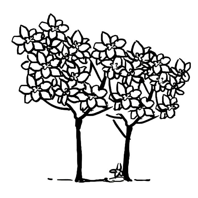 关于桂花树的简笔画(桂花树简笔卡通画)