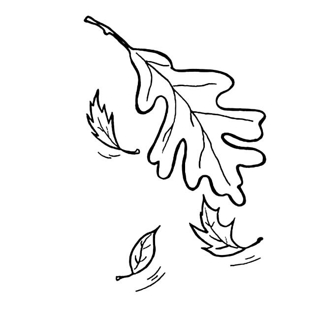 关于落叶的简笔画(落叶的树简笔画)