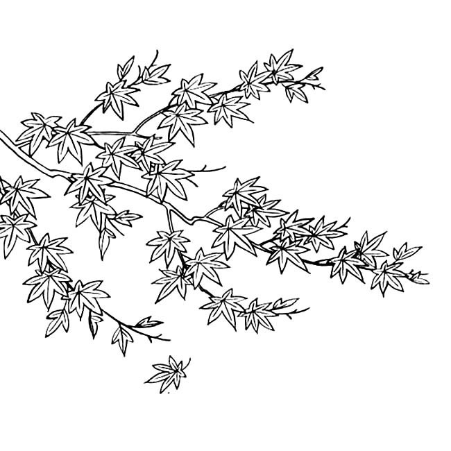 树枝上的枫叶简笔画