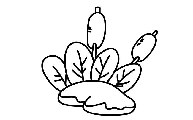 关于蒲草的简笔画(蒲草简笔画图片)