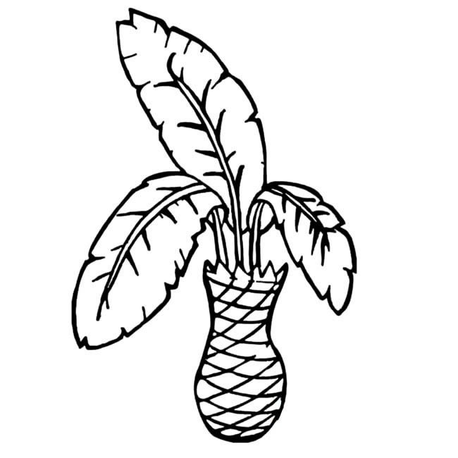 关于铁树的简笔画(铁树怎么画简笔画视频)