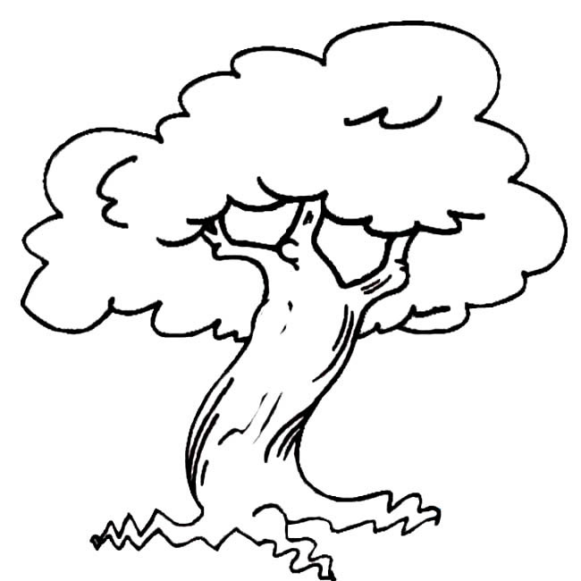 一棵粗壮的大树简笔画(梦见一排粗壮的大树)