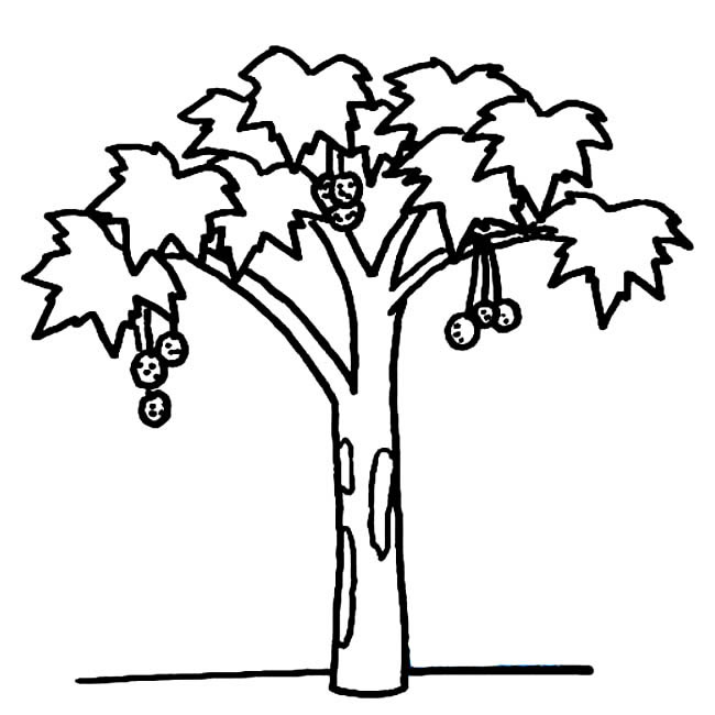 关于枫树的简笔画(秋天的枫树图片简笔画)