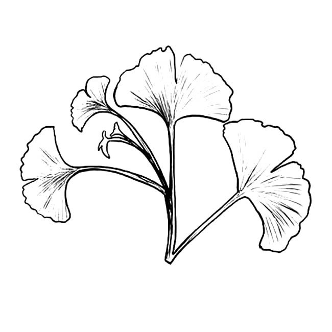 关于银杏叶的简笔画(银杏叶简笔图片)