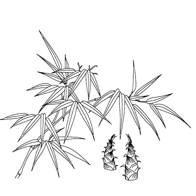 竹子和竹笋的简笔画(竹子竹笋的简笔画怎么画)