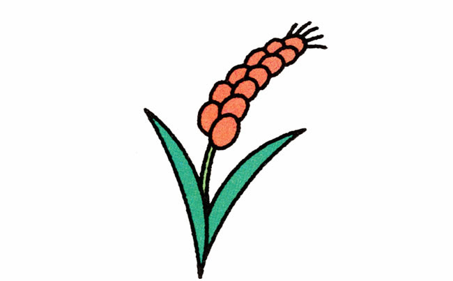 带颜色的麦穗简笔画教程