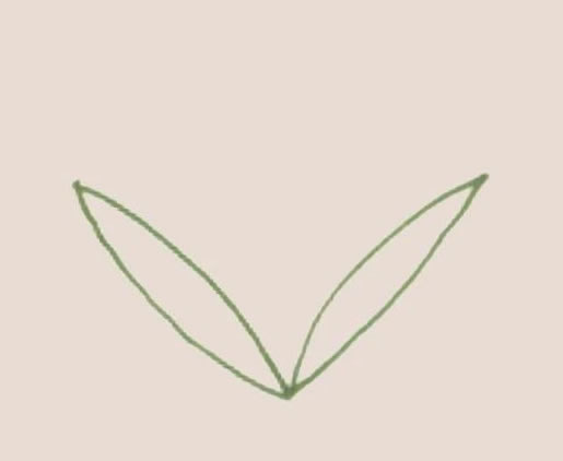 香蒲简笔画步骤(香蒲简笔画图片)