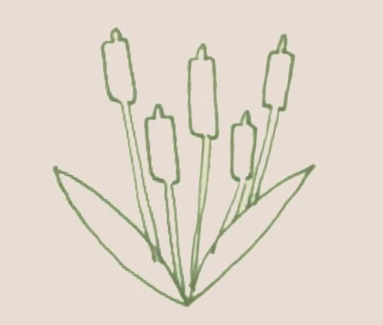 香蒲简笔画步骤