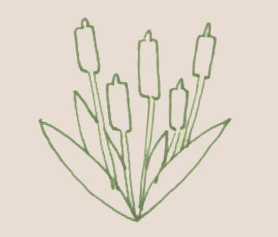 香蒲简笔画步骤