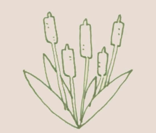 香蒲简笔画步骤