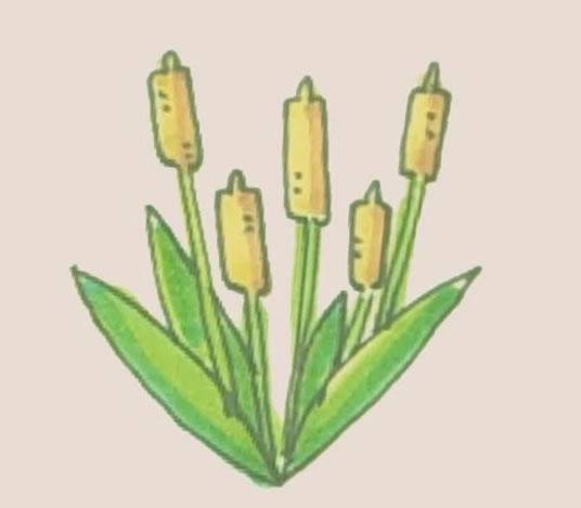 香蒲简笔画步骤