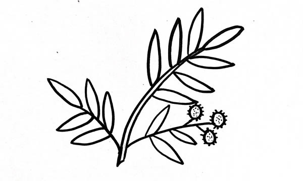 含羞草简笔画步骤画法