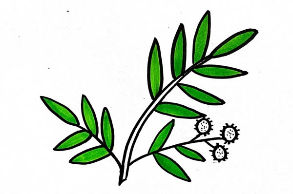 含羞草简笔画步骤画法