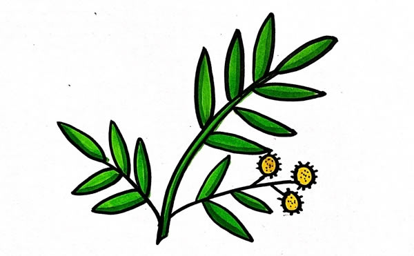 含羞草简笔画步骤画法