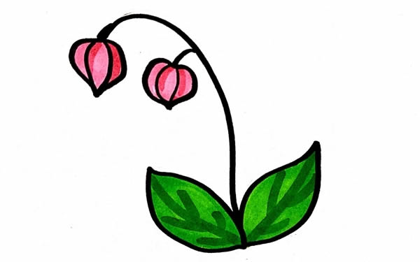 灯笼草简笔画步骤