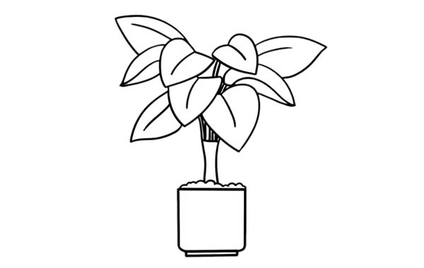 万年青简笔画彩色画法