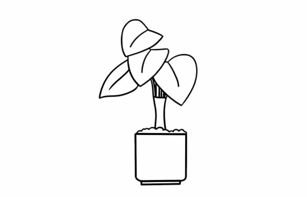 万年青简笔画彩色画法