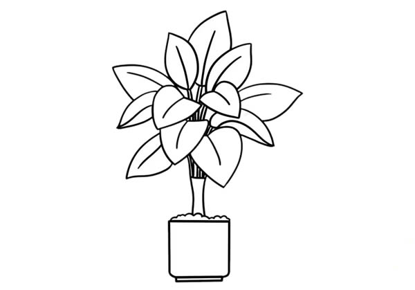 万年青简笔画彩色画法