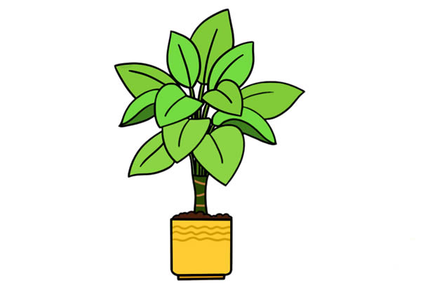 万年青简笔画彩色画法