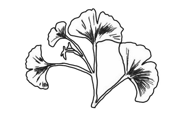 鱼尾葵叶简笔画步骤