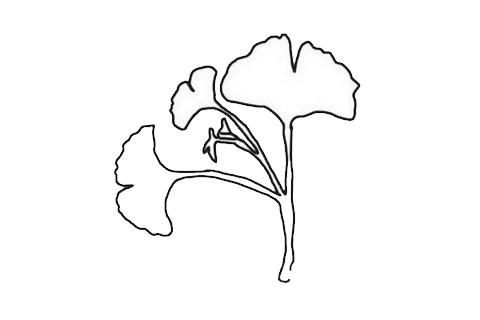 鱼尾葵叶简笔画步骤