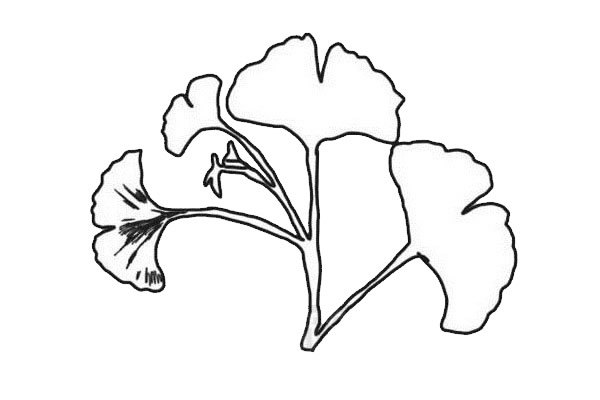 鱼尾葵叶简笔画步骤