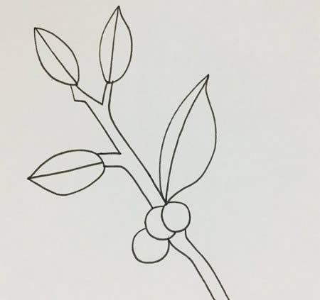 冬青树儿童简笔画