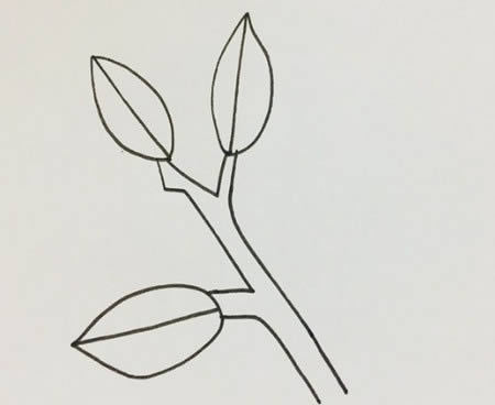 冬青树儿童简笔画