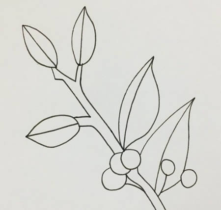 冬青树儿童简笔画