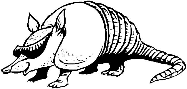 关于犰狳的简笔画