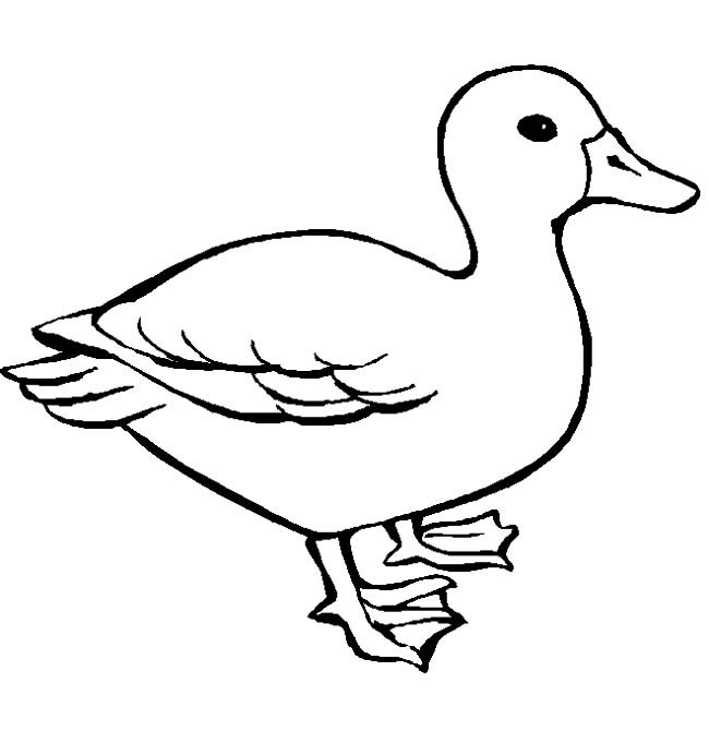 生动真实的鸭子简笔画