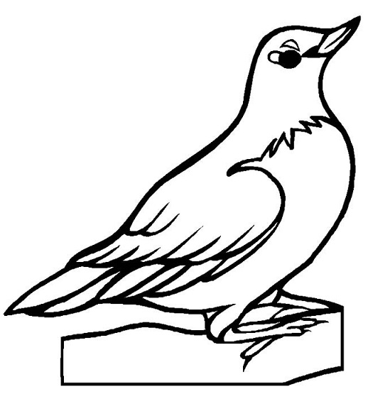 关于知更鸟的简笔画