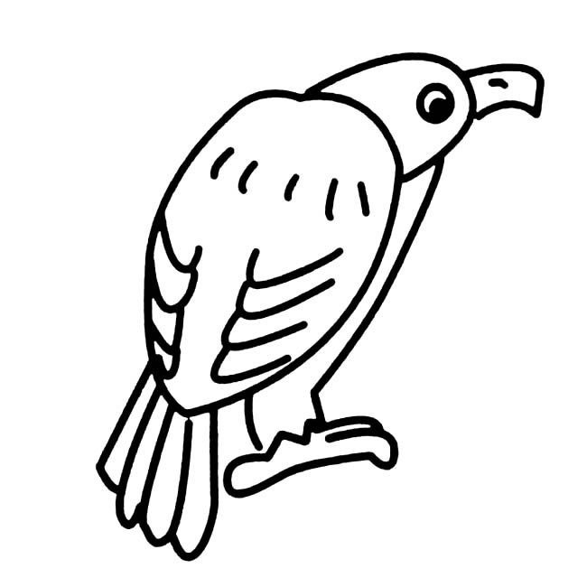 简单的秃鹰怎么画