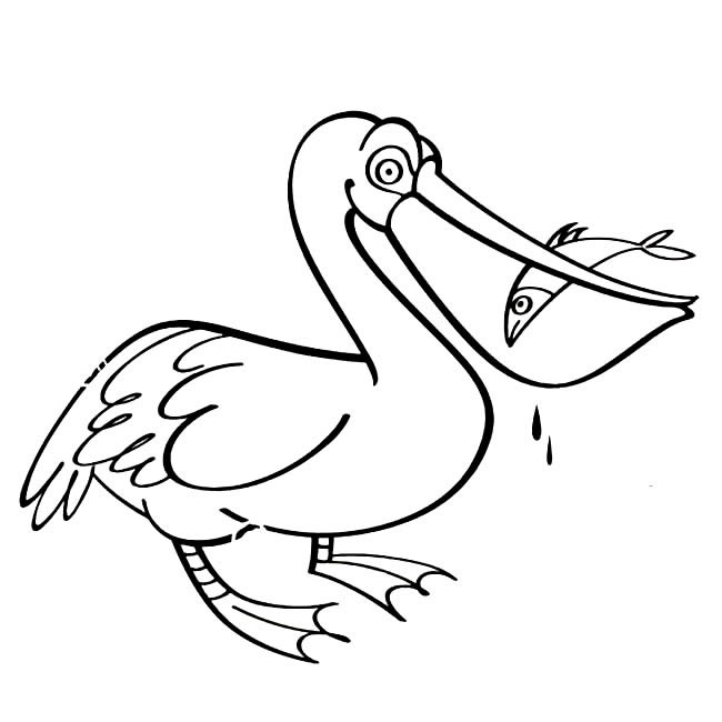 正在吃鱼的鹈鹕简笔画