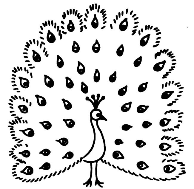 开屏的孔雀怎么画最简单