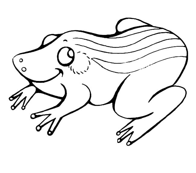 生动的青蛙简笔画