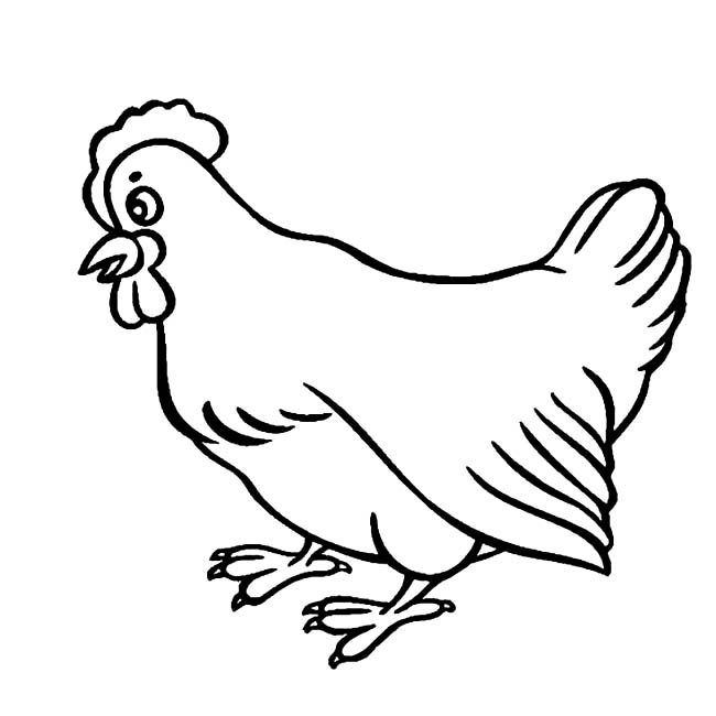 生动的大公鸡简笔画
