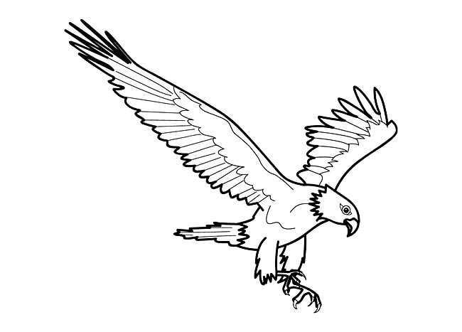 四款关于老鹰的简笔画