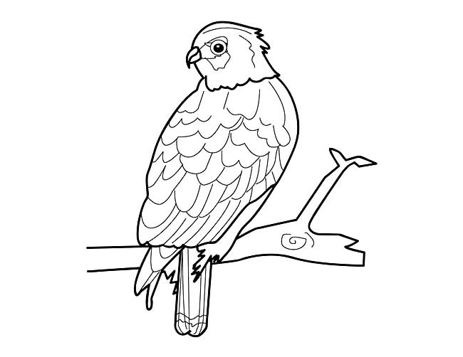 四款关于老鹰的简笔画