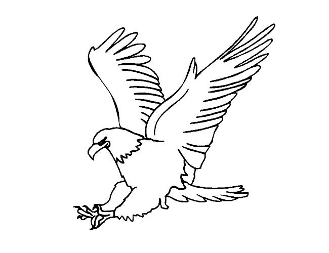 四款关于老鹰的简笔画