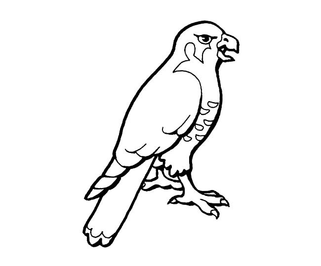 四款关于老鹰的简笔画