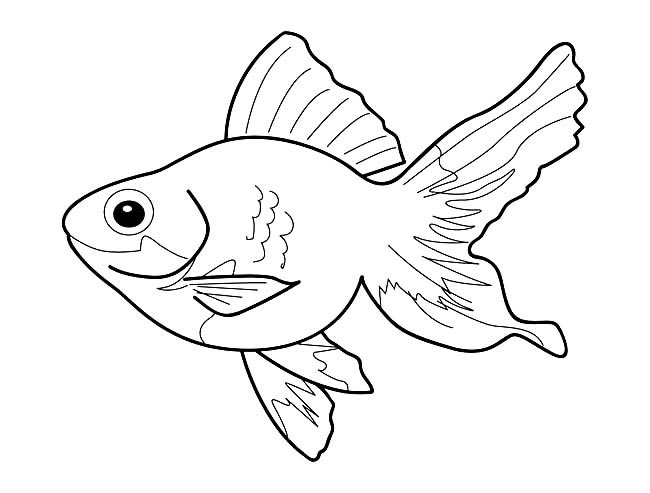 金鱼怎么画比较好看