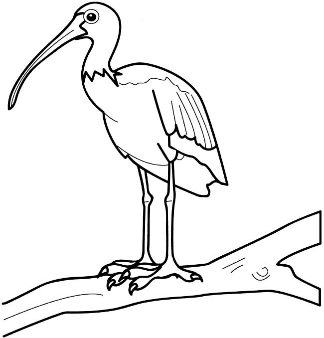 站在树枝上的朱鹮简笔画