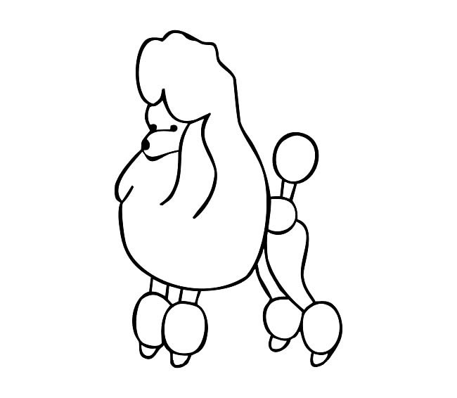 可爱的贵宾犬简笔画