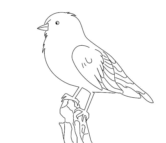 非常生动的小鸟简笔画
