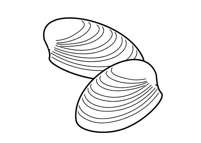 两只河蚌简笔画