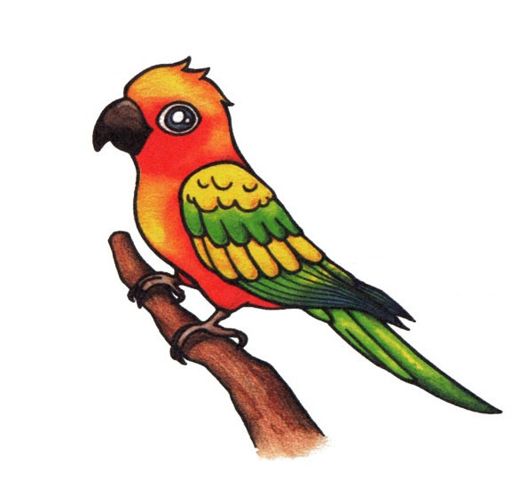 彩色漂亮的鹦鹉简笔画教程