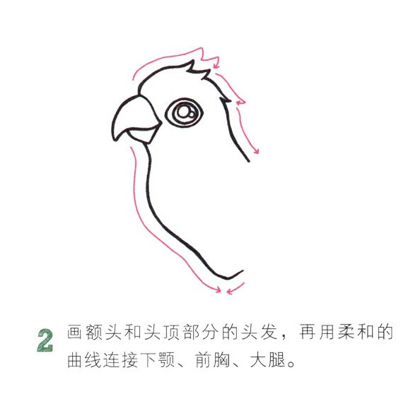 彩色漂亮的鹦鹉简笔画教程