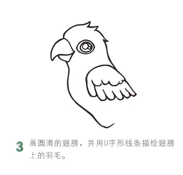 彩色漂亮的鹦鹉简笔画教程